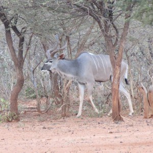 Greater Kudu Namibia