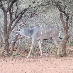 Greater Kudu Namibia