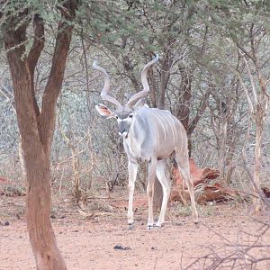 Greater Kudu Namibia