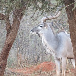 Greater Kudu Namibia