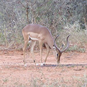 Impala Namibia