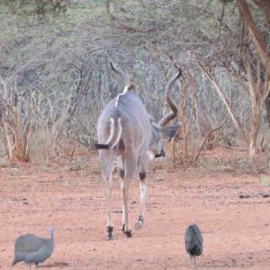 Greater Kudu Namibia