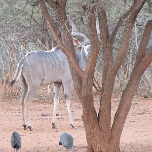 Greater Kudu Namibia