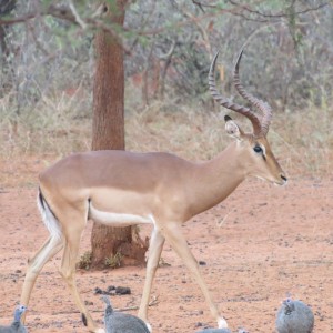 Impala Namibia