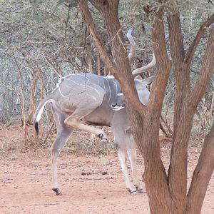 Greater Kudu Namibia