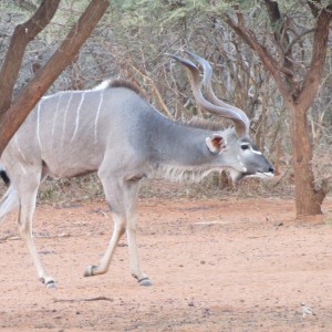 Greater Kudu Namibia