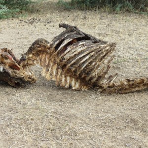 Warthog Carcass Namibia