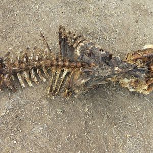 Warthog Carcass Namibia