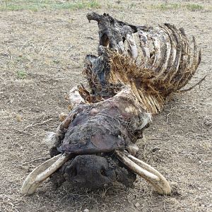 Warthog Carcass Namibia