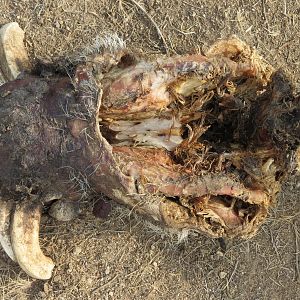 Warthog Carcass Namibia