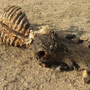 Warthog Carcass Namibia