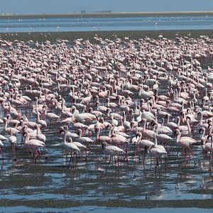 Flamingos Walvis Bay Namibia