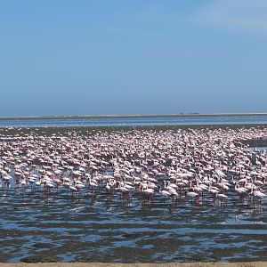 Flamingos Walvis Bay Namibia