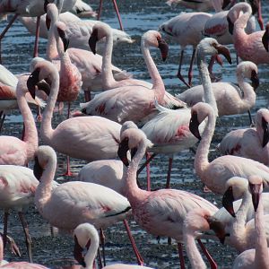 Flamingos Walvis Bay Namibia