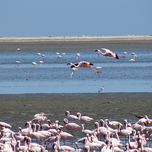 Flamingos Walvis Bay Namibia