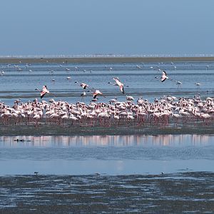 Flamingos Walvis Bay Namibia