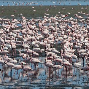 Flamingos Walvis Bay Namibia