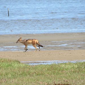 Jackal Dorob National Park Namibia