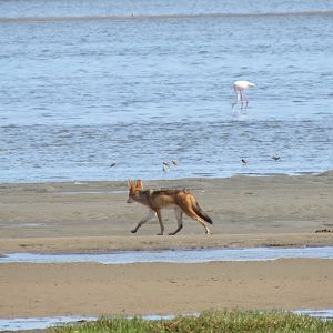 Jackal Dorob National Park Namibia