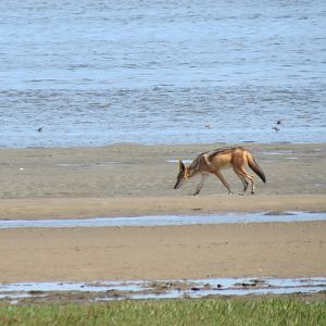 Jackal Dorob National Park Namibia