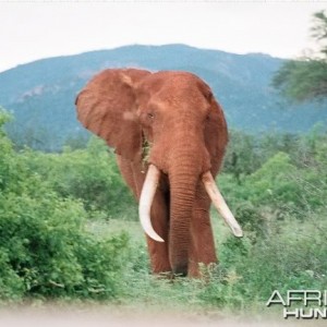 Tsavo Elephant