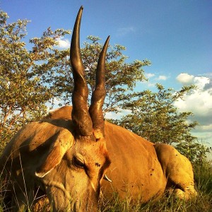 Livingstone Eland Bull