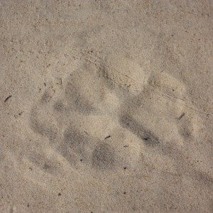 Lion Track