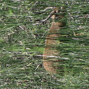 East Africa SITATUNGA - UGANDA