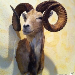 Urial ram