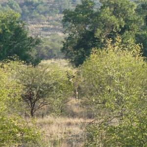 Kudu