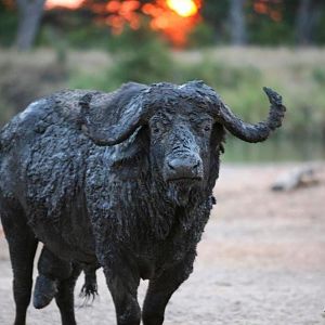 Buffalo