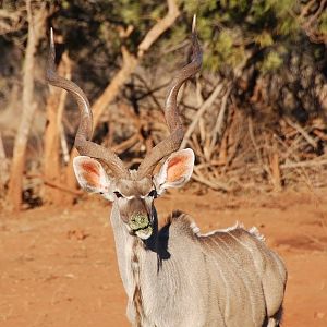 Kudu hunted with Wintershoek Johnny Vivier Safaris