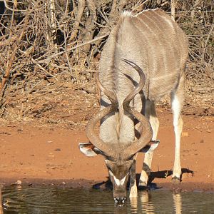 Kudu