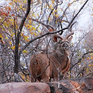 Kudu