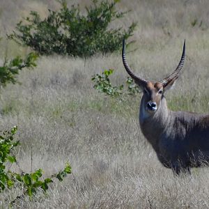 Waterbuck