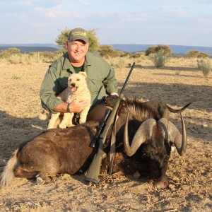 Namibia black wildebeest