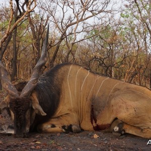 Lord Derby Eland hunt with CAWA in CAR