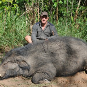 Giant Forest Hog hunt with CAWA in CAR