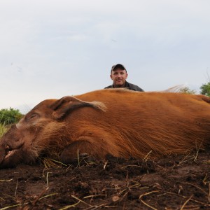 Red River Hog hunt with CAWA in CAR