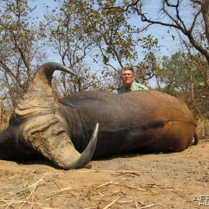 Buffalo hunt with CAWA in CAR