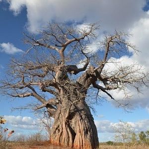 Another Baobab