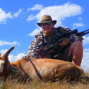 Blesbok