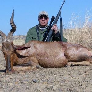 Red Hartebeest