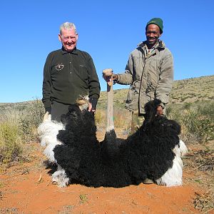 Ostrich hunt with Wintershoek Johnny Vivier Safaris