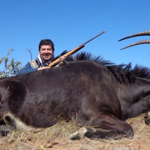 Great Sable Bull