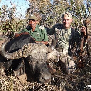 Cape Buffalo