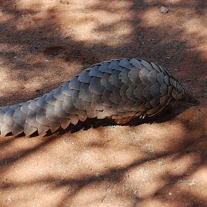 Giant Pangolin