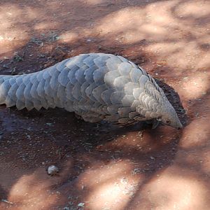 Giant Pangolin