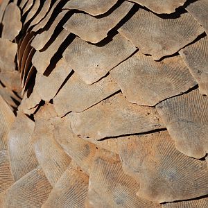 Giant Pangolin