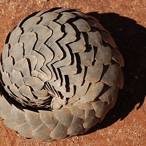 Giant Pangolin